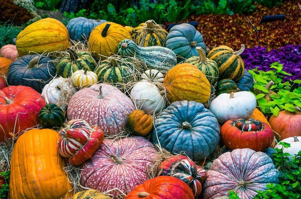 Les étapes clés pour un potager productif et durable